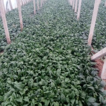 大叶菠菜25~30厘米