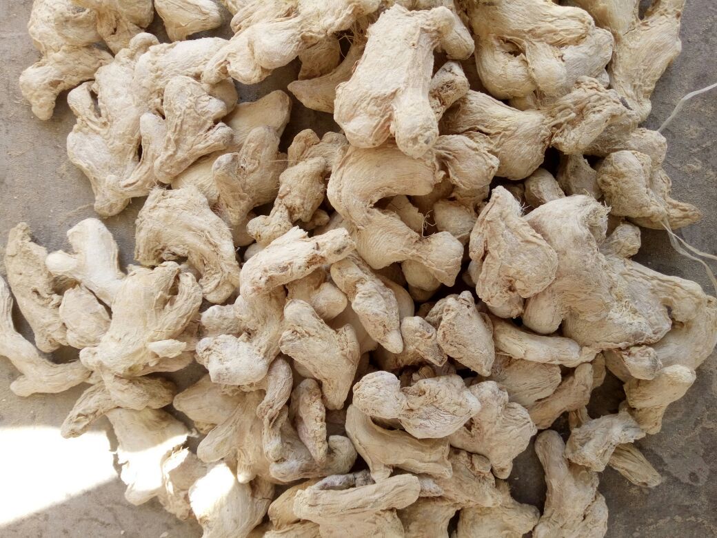 莱芜老姜粉显微结构图：可见完整姜辣素结晶簇与未破碎纤维束