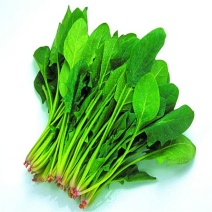 全能菠菜15~20厘米