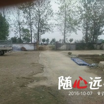 子弹头干辣椒精品9成干以上