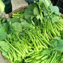 油菜苔15~20厘米