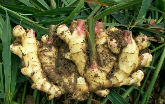 新鲜生姜与老姜的对比图