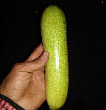 河北昌黎精品油绿西湖大量上市中西葫芦06斤以上油瓜