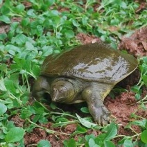 生态甲鱼