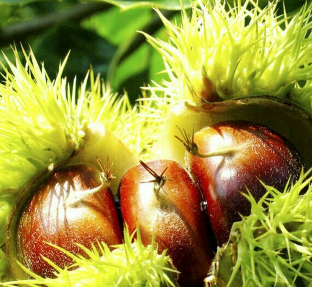 新鲜采收的中华板栗(Castanea mollissima)带壳果实特写,外壳呈红褐色带细密绒毛,自然裂口处显露饱满淡黄果肉,置于传统竹编簸箕中,体现产地直供与季节性特征 新鲜带壳板栗特写,褐红色带绒毛外壳完整,部分已裂口露出淡黄色果肉,背景为竹编簸箕与秋日阳光