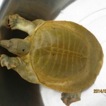 黄沙鳖