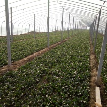 菠菜20~25厘米