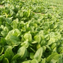大叶菠菜20~25厘米