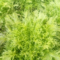 苦菊12~15cm