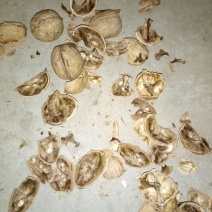 商南核桃25mm以下去皮干