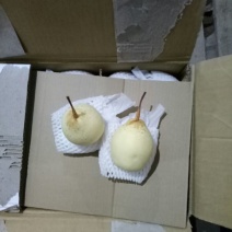 鸭梨250~300g纸箱