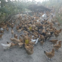 绿壳鸡蛋食用50g以下