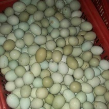 绿壳鸡蛋食用50g以下