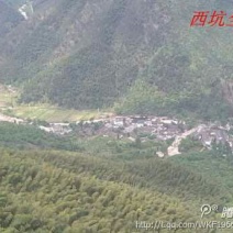 本山茶一级
