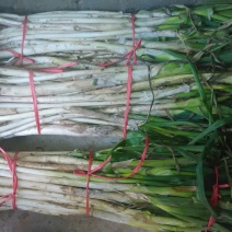 章丘大葱40cm以上毛葱2cm左右