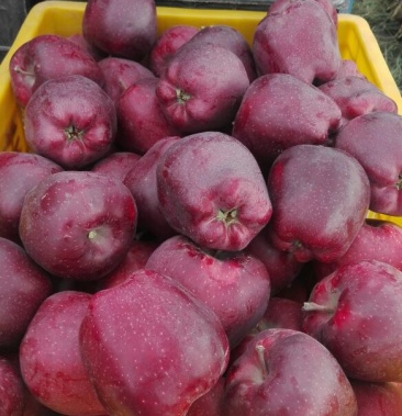 花牛蛇果 75m以上光果