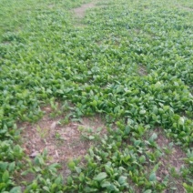 大叶菠菜20~25厘米