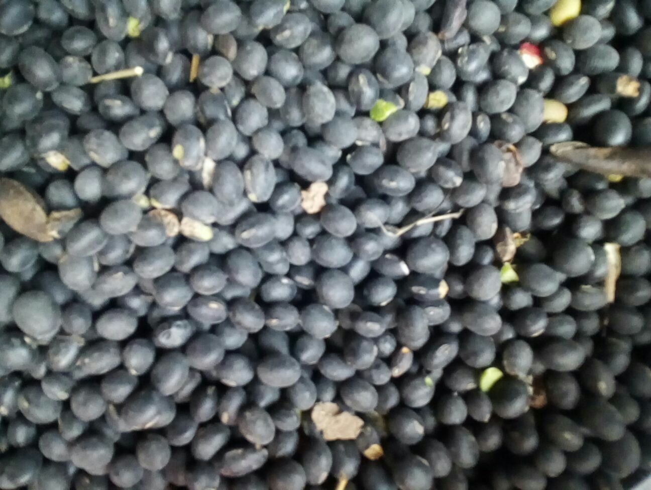 黑豆特写展示其深色外皮和内部结构,呈现出丰富的质地和颜色 黑豆特写