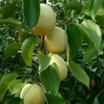 晚秋黄梨纸袋