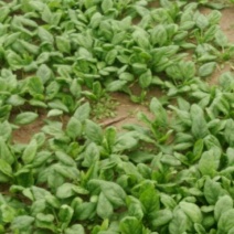 秋菠菜10~15厘米
