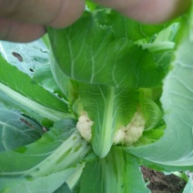 白花菜散装