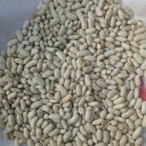 西班牙白豆