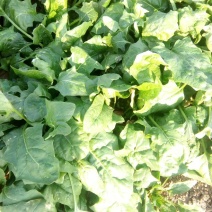 大叶菠菜25~30厘米