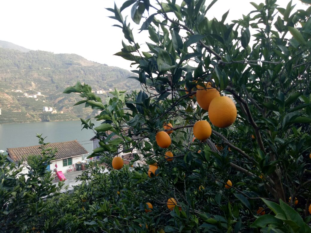 秭归脐橙标准化分选流水线特写：现代化厂房内，鲜橙在透明输送带上自动流转，经过光学分选机扫描（可见蓝色激光线）、重量分级滚筒、人工复检工位，最终落入不同颜色标签的食品级周转箱