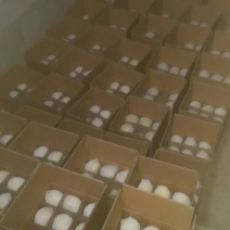 酥梨550~600g纸袋