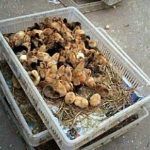 鸡苗1斤以下