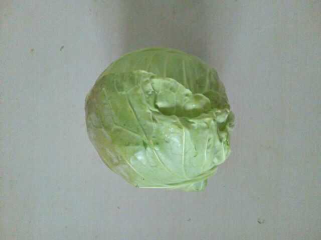 一棵完整的结球甘蓝,呈圆形或扁圆形,外层叶片为浅绿色,内层叶球紧密包裹,颜色偏白或淡黄绿,生长在田间土壤中,背景为清晨阳光下的菜地 结球甘蓝整体外观