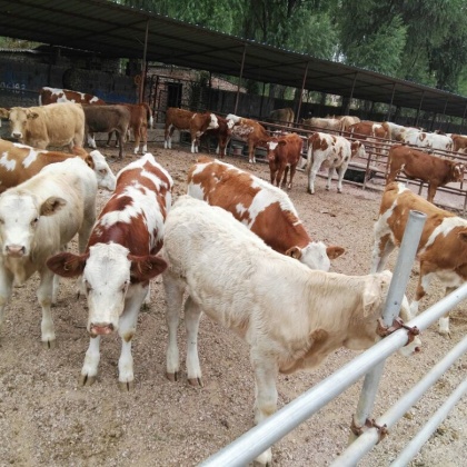 山西忻州产地行情