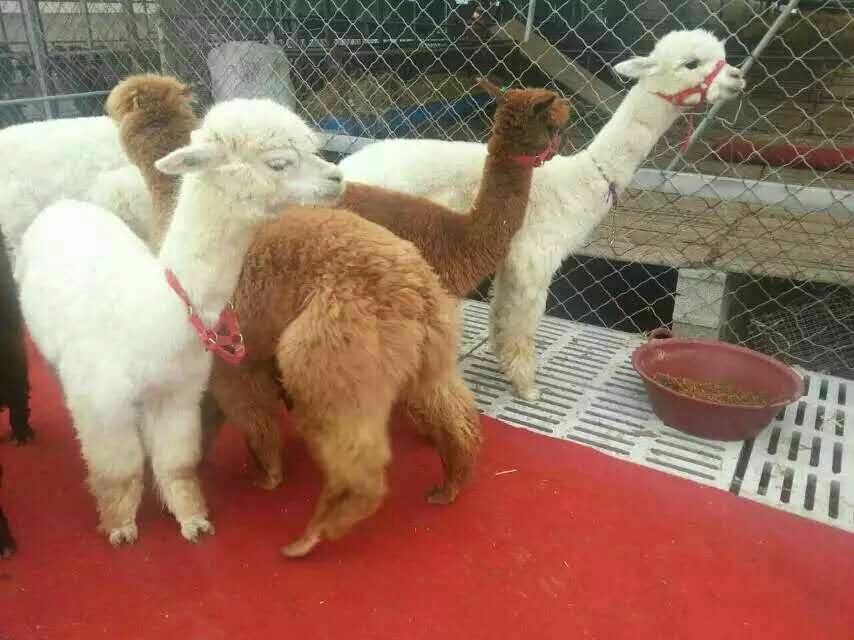 羊驼在家中角落排便