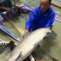 青鱼饲料活鱼