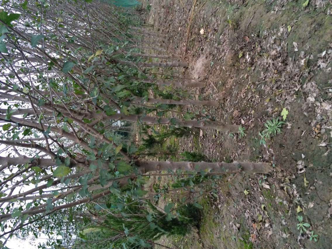 日照市岚山区巨峰镇龙柏育苗基地内工人正在进行修剪作业,展示手持修枝剪对龙柏小苗进行定型修剪的过程,周围摆放多个黑色育苗容器,地面铺设滴灌带,背景有温控大棚 龙柏小苗田间管理场景