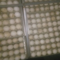 三花鹅苗250g以上