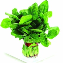 大叶菠菜25~30厘米
