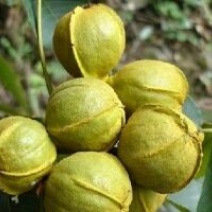 山核桃去皮干