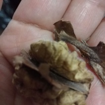香玲核桃苗150~200cm三年苗