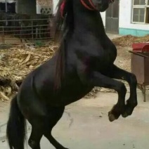 矮马