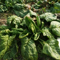 大叶菠菜25~30厘米
