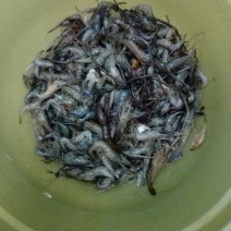 河虾冰鲜虾26~30只/kg