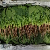 菠菜15~20厘米