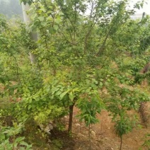 杏树6~8cm4~6cm2.5~3米，8-10公分