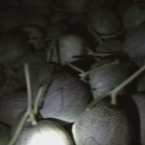 海南25号哈密瓜2斤以上椭圆形