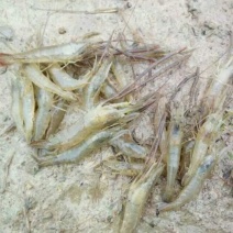青虾食用21~25只/kg