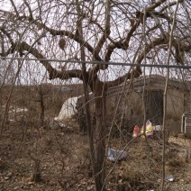 榆树10~12cm10~12cm2.5~3m