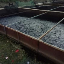 建鲤食用1~2公斤