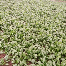 大叶菠菜15~20厘米