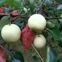 酥梨250~300g纸箱